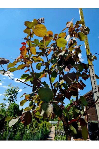 Фундук Варшавський Червоний - ком60кг/вис.250-350см/Øкрони 80-100см/ШТАМБ 150-190см/обхват 10-14см